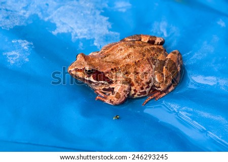 brown frog sitting in the water on a blue background