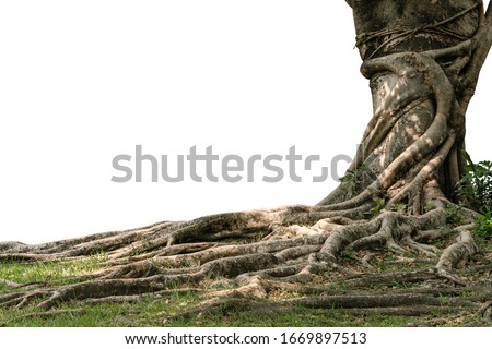 Similar – Image, Stock Photo Old tree roots spread across the forest floor in Cuc Phuong National Park in Ninh Binh Vietnam