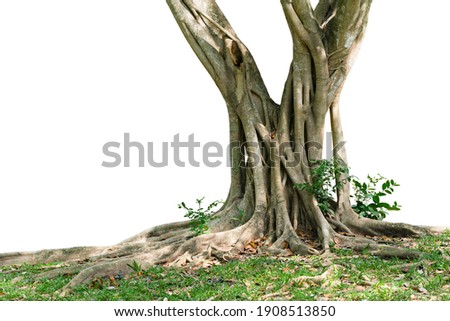 Similar – Image, Stock Photo Old tree roots spread across the forest floor in Cuc Phuong National Park in Ninh Binh Vietnam