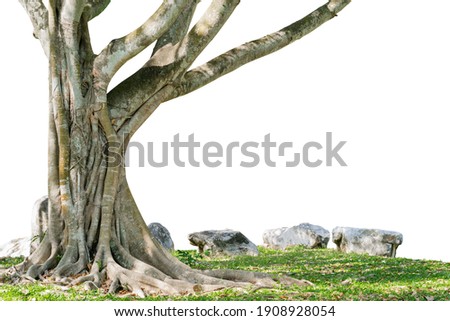 Similar – Image, Stock Photo Old tree roots spread across the forest floor in Cuc Phuong National Park in Ninh Binh Vietnam