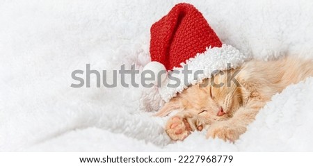 Similar – Image, Stock Photo winter sleep cap Animal