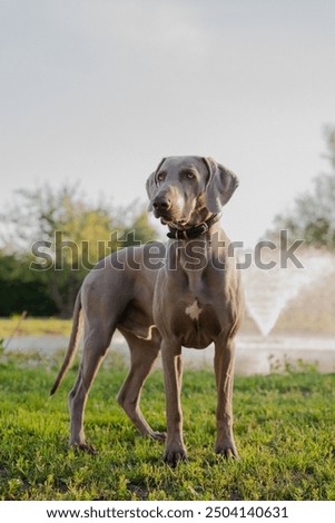 Similar – Image, Stock Photo Portrait of a weimaraner dog on the grass. Sepia tone photography.
