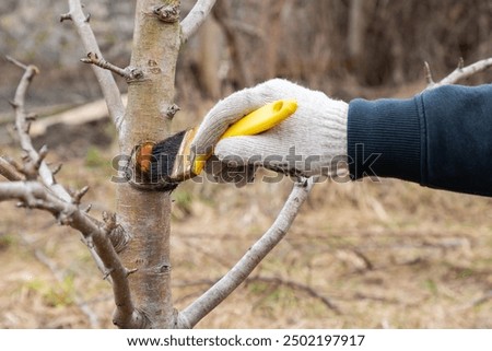 Similar – Image, Stock Photo Apple tree in autumn in a garden with an old farmhouse in the old town of Oerlinghausen near Bielefeld on the Hermannsweg in the Teutoburg Forest in East Westphalia-Lippe