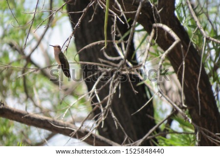 Similar – Image, Stock Photo The tree in the autumn dress in front of the facade of marble