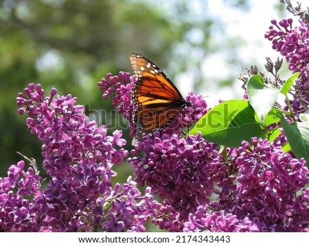 Similar – Image, Stock Photo A butterfly on lavender flower