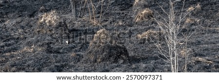 Similar – Image, Stock Photo Burned down remains of the New Year’s Eve fireworks on New Year’s morning