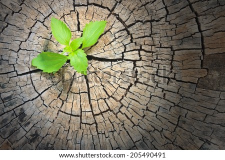 New development and renewal as a business concept of emerging leadership success as an old cut down tree
