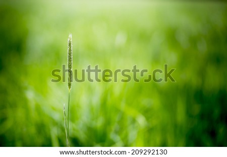single blade of grass background