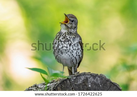 Similar – Image, Stock Photo Thrush in tree