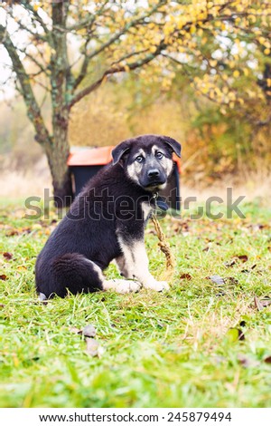 Little abandoned sad puppy sitting on chain looking upward. Autumntime outdoors.