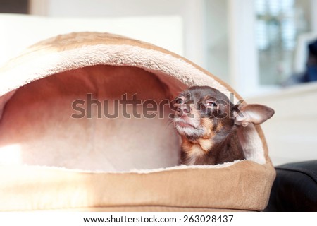 I feel comfortable. Small lazy toy-terrier dog in it\'s pet house. Indoors.