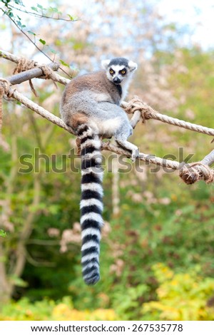 Lemur catta in Prague zoo. Ring tailed lemur sitting on rope-ladder. Summertime outdoors.