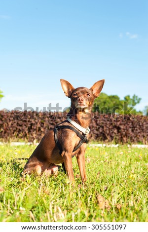 Small brown toy-terrier sitting on green grass in summer park. Multicolored outdoors image.