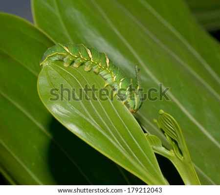Polyura athamas Caterpillar can see in south asia and southeast asia