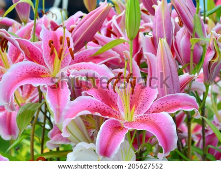 Pink lily coupon code