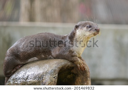 Portrait of a cute otter