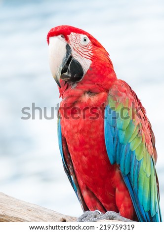 red cute macaw parrot