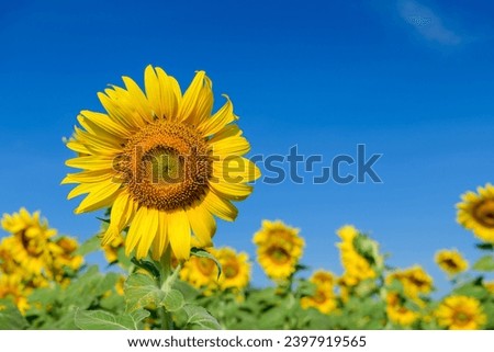 Similar – Image, Stock Photo blooming sunflower at the house in sunshine. Frog perspective