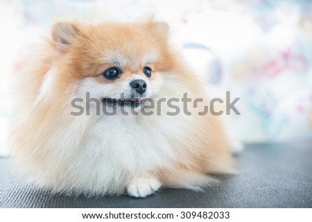 cute brown pomeranian dog on wallpaper background