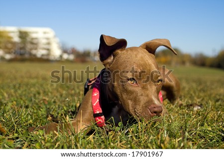 a red nose pitbull terrier that lies in the grass