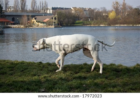 a dogo argentino walking at the lakeside