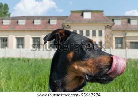 a black doberman licking its nose outside in front of an industrial building