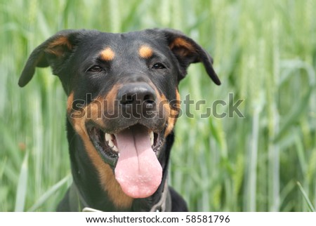 a doberman dog sitting in the corn field looking at soemething distant