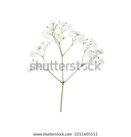 Similar – Image, Stock Photo Tiny white flowers on dry twigs of wild plant bushes with blurry background. Bunches of small white seeds on thin branches. dried bushes in winter. selected focus