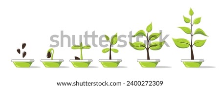 Phases plant growing in pot. Seedling gardening plant. Planting infographic. Seeds sprout in ground. Evolution concept. Sprout, plant, tree growing agriculture icons. Vector illustration in flat style