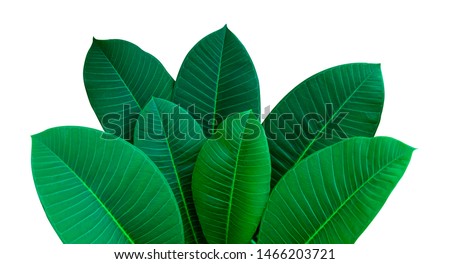 Dark green leaves on a white background