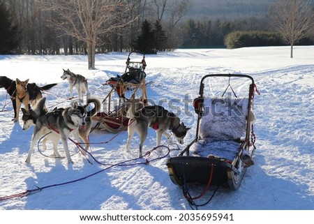 working dogs leashed to dog sled harness work dog pulling wooden sled snow dogs outside in sunlight cold winter snow dog ready and excited to pull dogsled across snow dogs harnessed and pulling