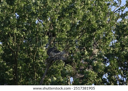 Similar – Image, Stock Photo Herons high up in the tree