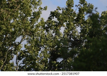 Similar – Image, Stock Photo Herons high up in the tree