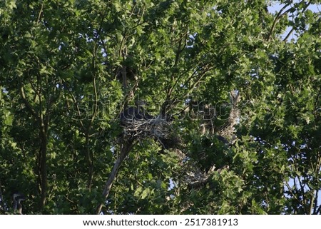 Similar – Image, Stock Photo Herons high up in the tree