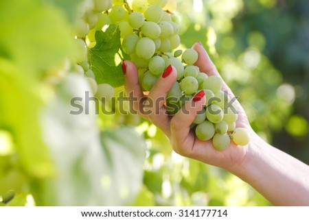 female hand with a bunch of grapes