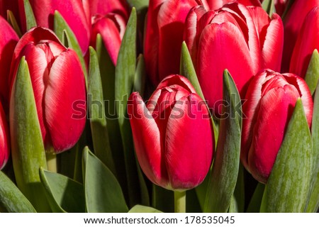 Close up photo of red tulips . / Red tulips close up /