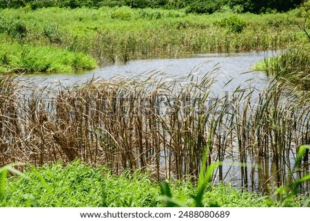 Similar – Foto Bild Schilf außen erholung