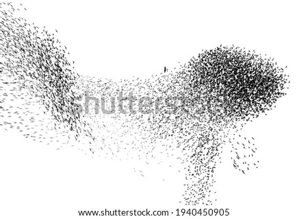 Similar – Image, Stock Photo A flock of starlings on their last round at dusk before they go to their roosts in the garden behind the house and the trees / Sturnus vulgaris