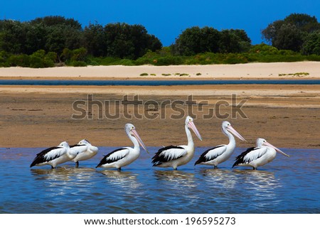 6 Australian Pelicans Pelecanus Conspicillatus rest together in a line at The Entrance, NSW Central Coast, Australia.