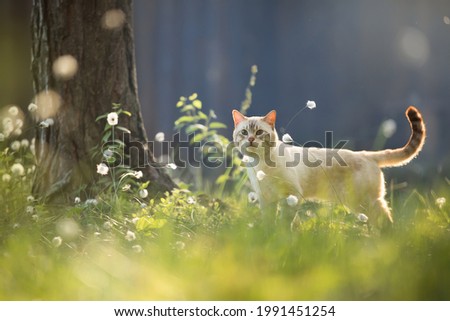 Similar – Image, Stock Photo Cat in a flower meadow