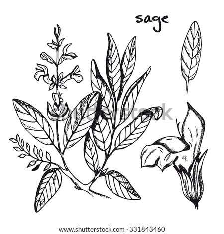 Set Of Medicinal Plant. Black And White Sage Vector Isolated. Hand ...