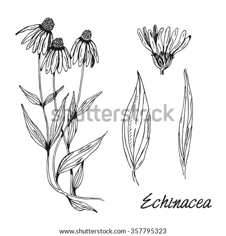 Set of medicinal plant. Black and white echinacea vector isolated. Hand drawn ink sketch echinacea isolated. Leaves, flowers and plant of echinacea. Medicinal herbs sketch for decoration, design, labe Stockfoto © 