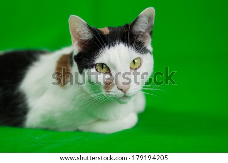 A Calico Cat on a green screen background