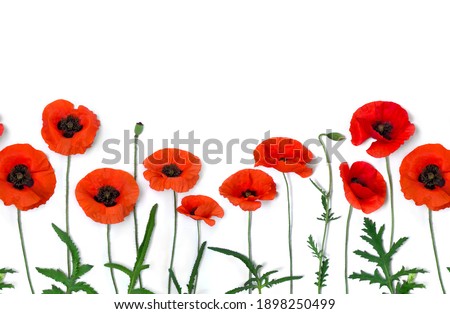 Similar – Foto Bild Klatschmohn. Blühende Mohnblumen  und Mohnkapseln