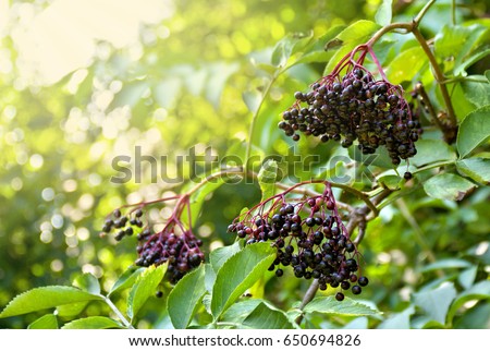 Similar – Image, Stock Photo Elder bush Branch