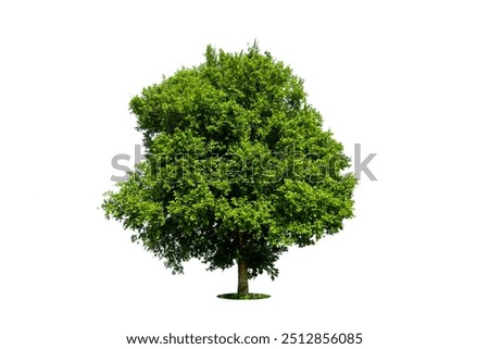 Similar – Image, Stock Photo Green trees in park and blue sky