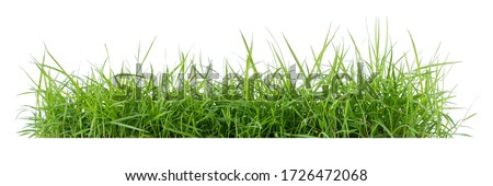 
Isolated green grass on a white background ストックフォト © 
