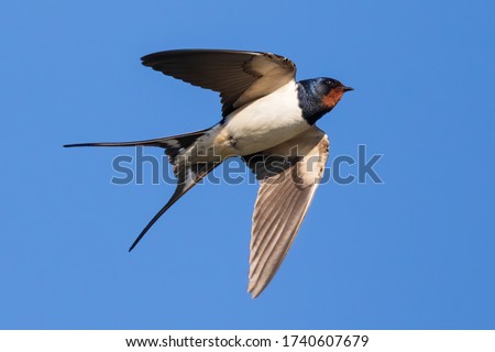 Portrait of a flying barn swallow (rustica hirundo) in front of a blue background Stockfoto © 