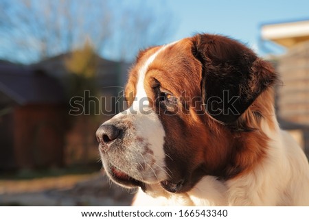 A large dog protects its territory