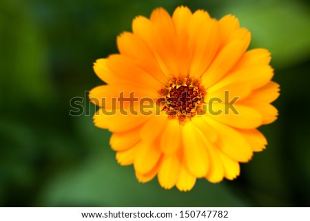 beautiful flower, Calendula, wet yellow petals border, daisy plant with bokeh ,nature macro details